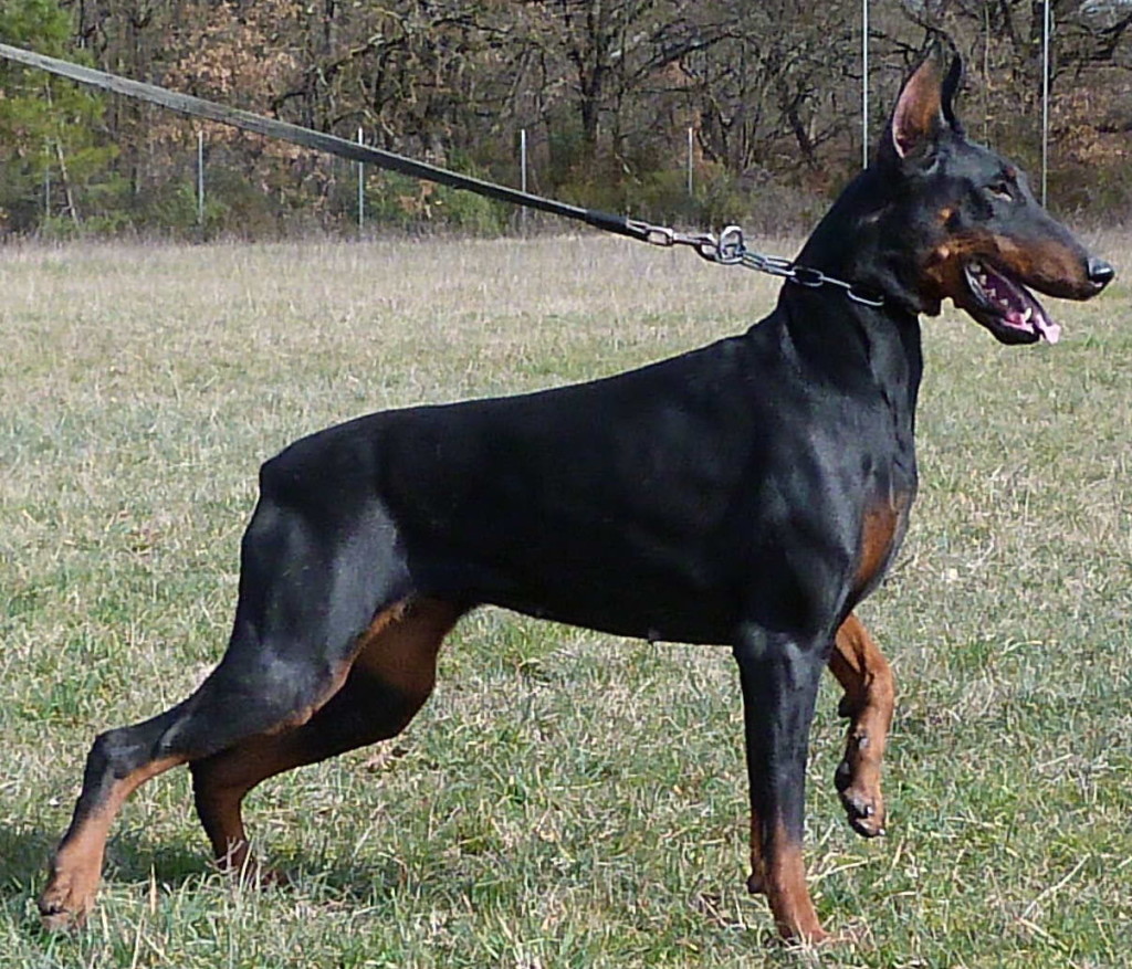 CORA