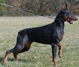 CORA