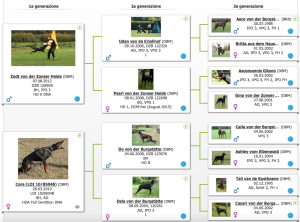 PEDIGREE