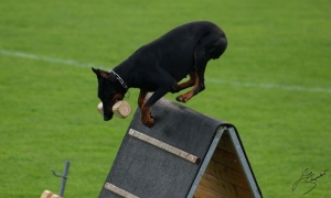 DELA VON DER BURGSTATTE IDC 2008
