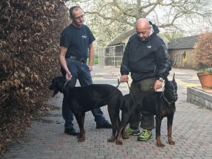 ERAN VOM SCHWARZEN WÄCHTER X CORA