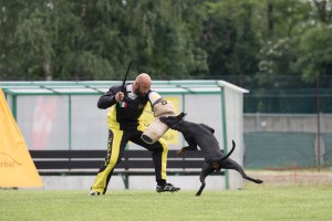 IDC WM 2017 Test Dog-Probehund