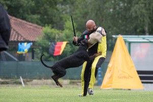 IDC WM 2017 Test Dog-Probehund