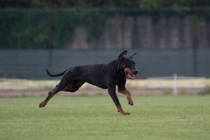 IDC WM 2017 Test Dog-Probehund