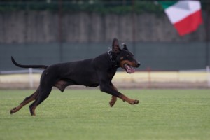 IDC WM 2017 Test Dog-Probehund