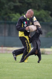 IDC WM 2017 Test Dog-Probehund