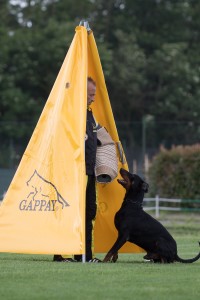 IDC WM 2017 Test Dog-Probehund