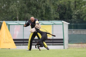 IDC WM 2017 Test Dog-Probehund