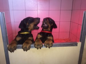 A litter Weyermoor
