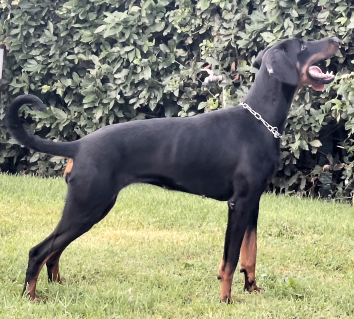 ZOE