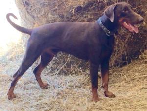 JAGO ((ASCOMANNIS POKER X CORA)
