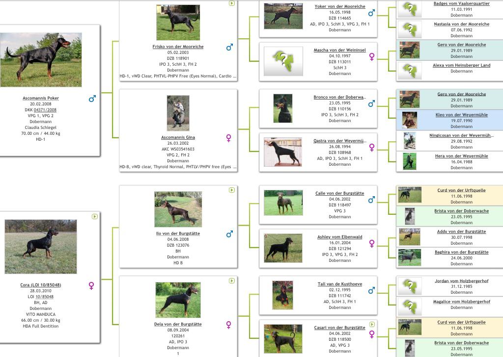 PEDIGREE-ASCOMANNIS-CORA