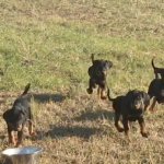 WEYERMOOR "D" LITTER