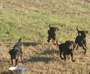 WEYERMOOR "D" LITTER