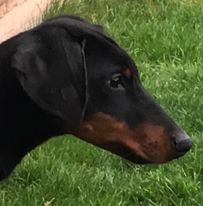 WEYERMOOR BETTY