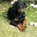 WEYERMOOR CONNIE (ZODT X NINA)