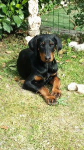 WEYERMOOR CONNIE (ZODT X NINA)