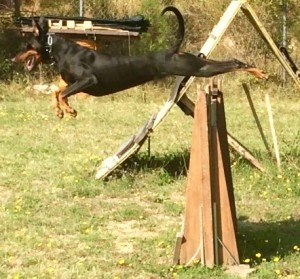 ZODT VON DER ZONSER HEIDE