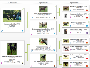 PEDIGREE