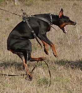 allevamento-doberman-02