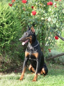 allevamento-doberman-03