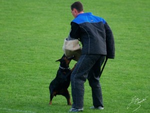 allevamento-doberman-04