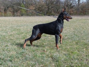 allevamento-doberman-05