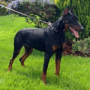 allevamento-doberman-06