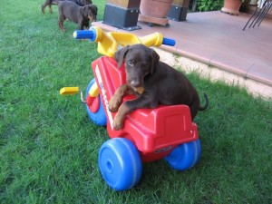 allevamento-doberman-07