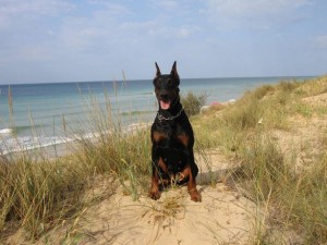 allevamento-doberman-10