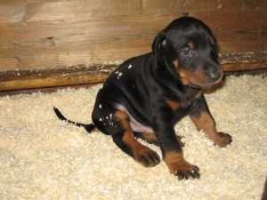 allevamento-doberman-11