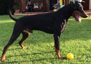 allevamento-doberman-12