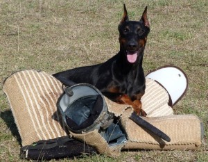 allevamento-doberman-14