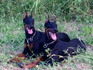 allevamento-doberman-15
