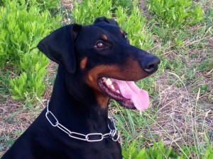 allevamento-doberman-17