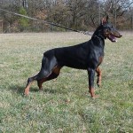 CORA