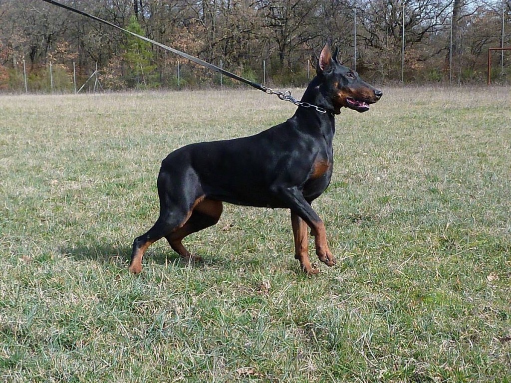 CORA