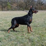 CORA