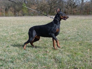 CORA