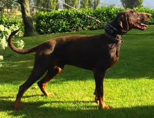 JAGO ((ASCOMANNIS POKER X CORA)