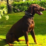 JAGO ((ASCOMANNIS POKER X CORA)