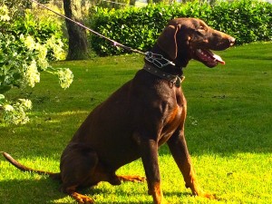 JAGO ((ASCOMANNIS POKER X CORA)