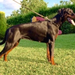 NINA  (ASCOMANNIS POKER X CORA)
