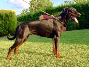 NINA  (ASCOMANNIS POKER X CORA)