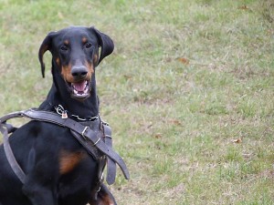 NINA  (ASCOMANNIS POKER X CORA)