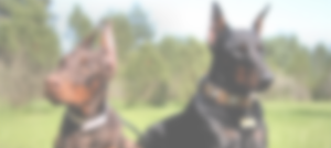 slider-background-2